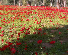 פסטיבל דרום אדום2014, פעילויות לילדים בדרום, טיולי משפחות